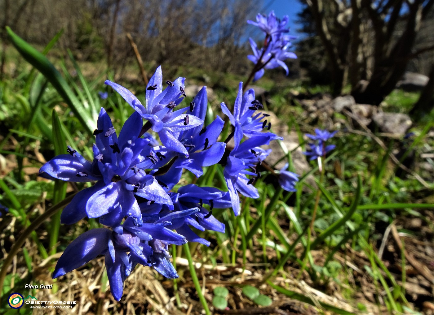 11 Fiori azzurri di Scilla bifolia.JPG